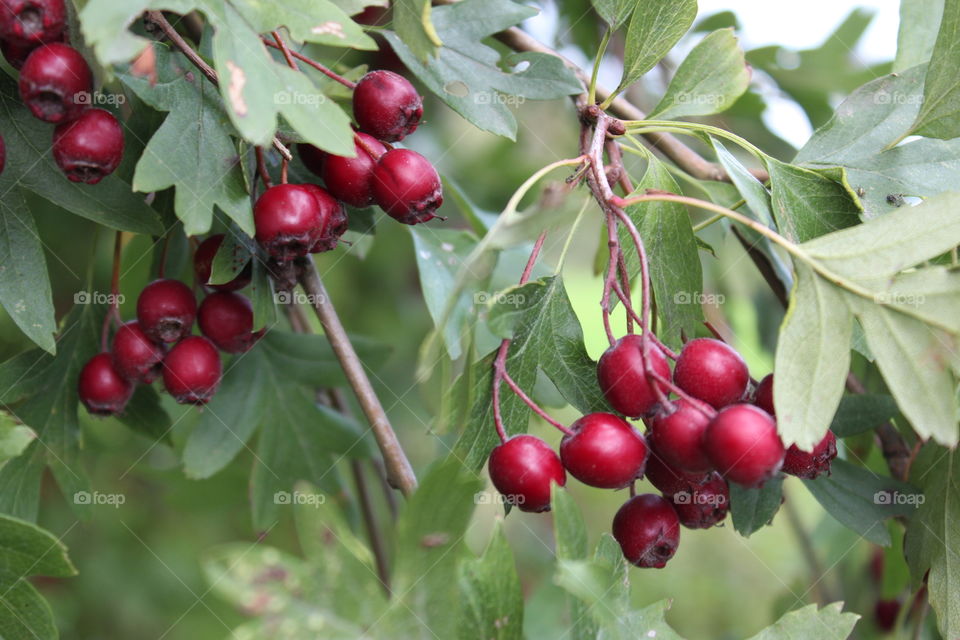 Red berries green leaves