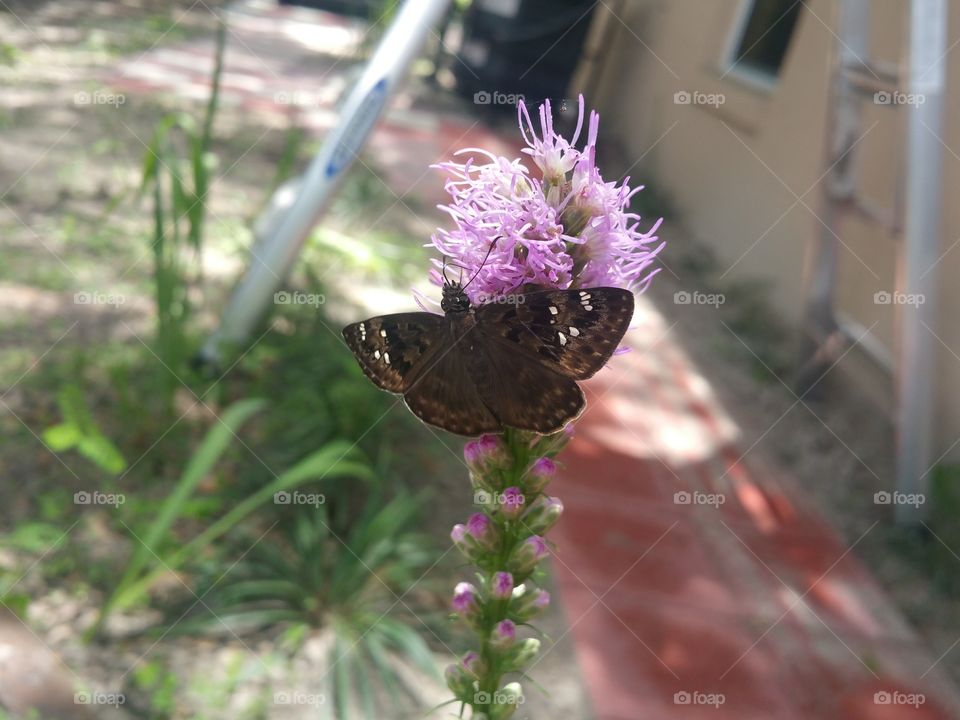 A butterfly drinking from a purple blazing star
