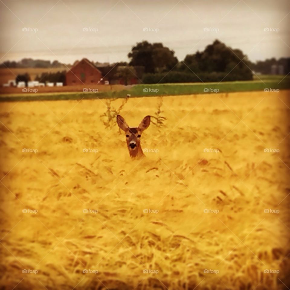 Deer in a field