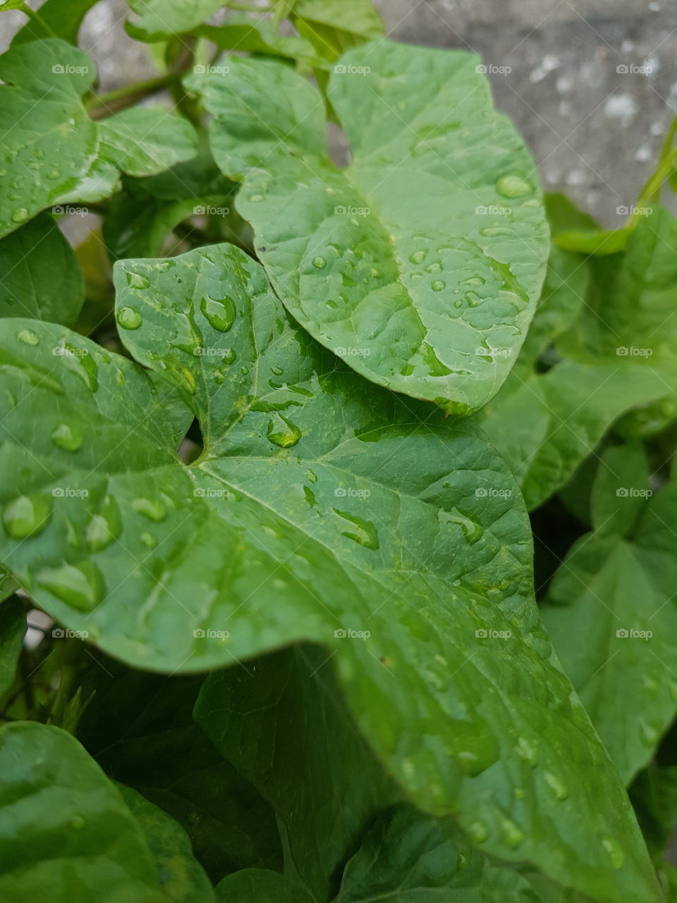 raindrops