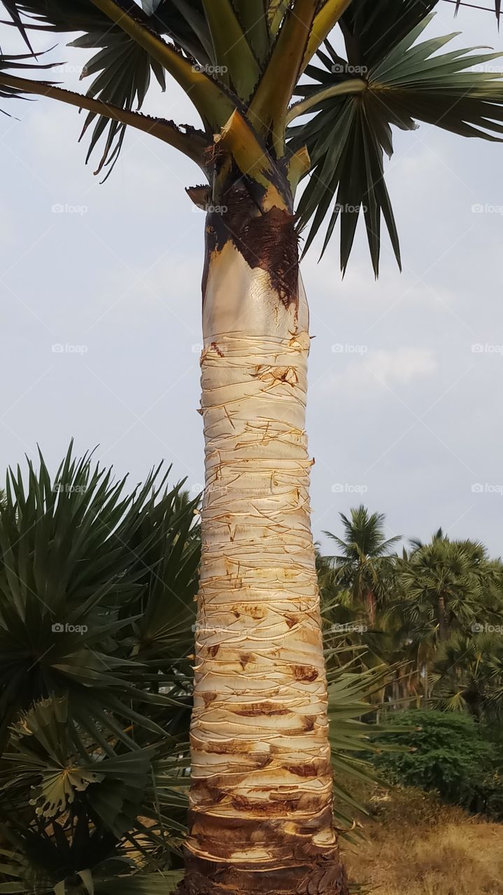 The tree is very very beautyfull and nice click and nice click.