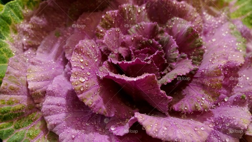 violet cabbage