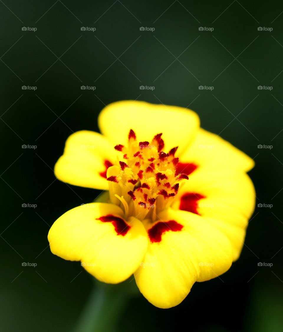Flowers of Giverny yellow and black French marigold