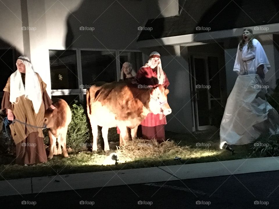 Cow Nativity