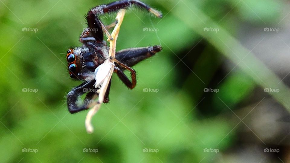 Spider hangout