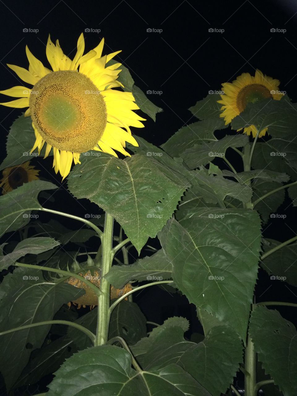 More sunflowers at night