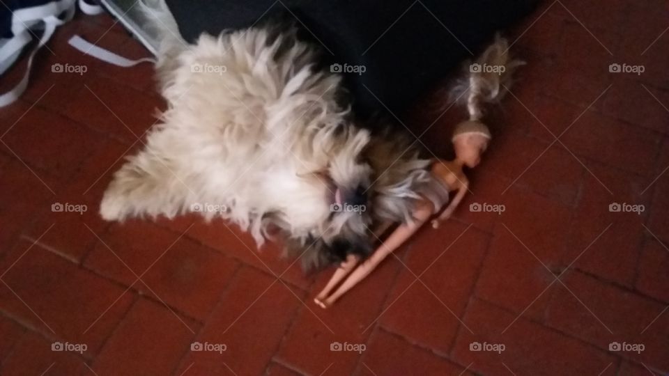 momento em que o mascotinho pega a boneca escondido e leva para dormir com ele.