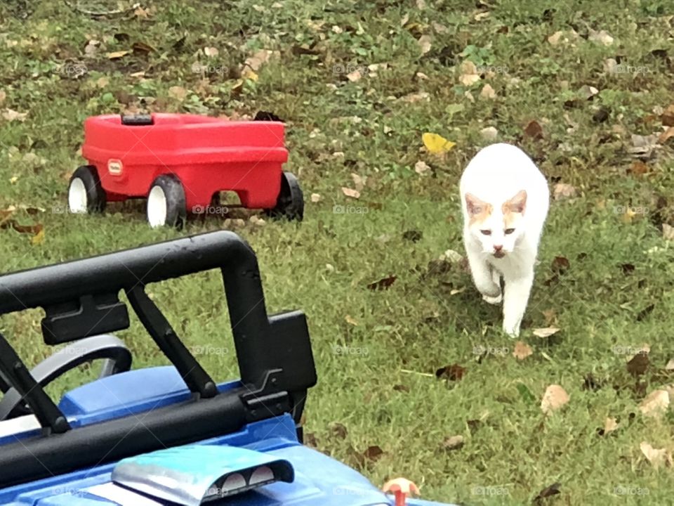 Cat enjoys outdoors with Jeep and wagon