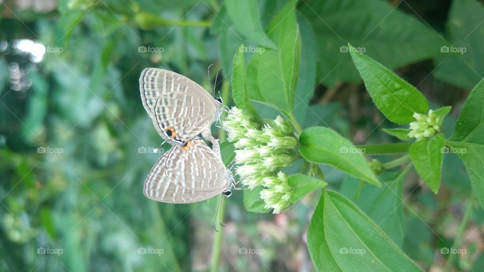 A pair of little butterflies making love on a blooming flower