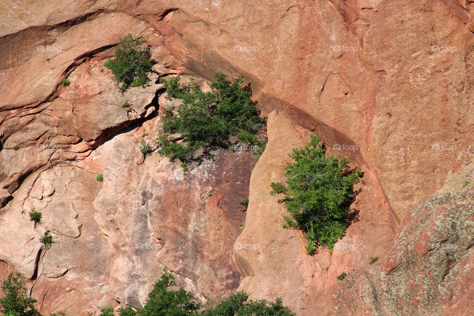 Trees growing on a rock