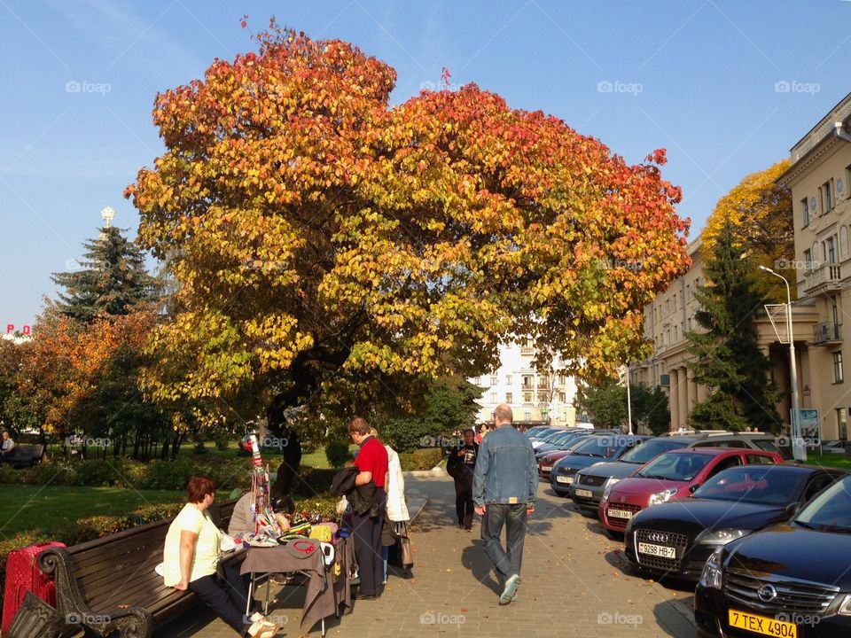 Autumn is here. Souvenirs shop under the yellow tree in Minsk city y