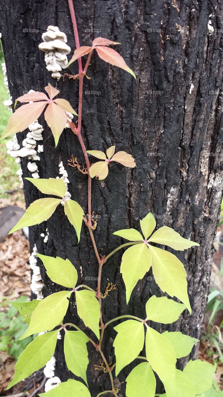 Virginia Creeper. On a burned tree