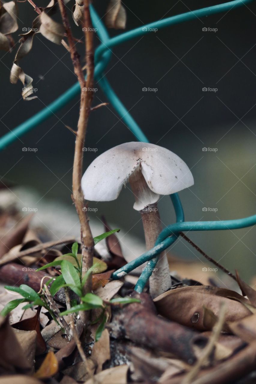 Fungus