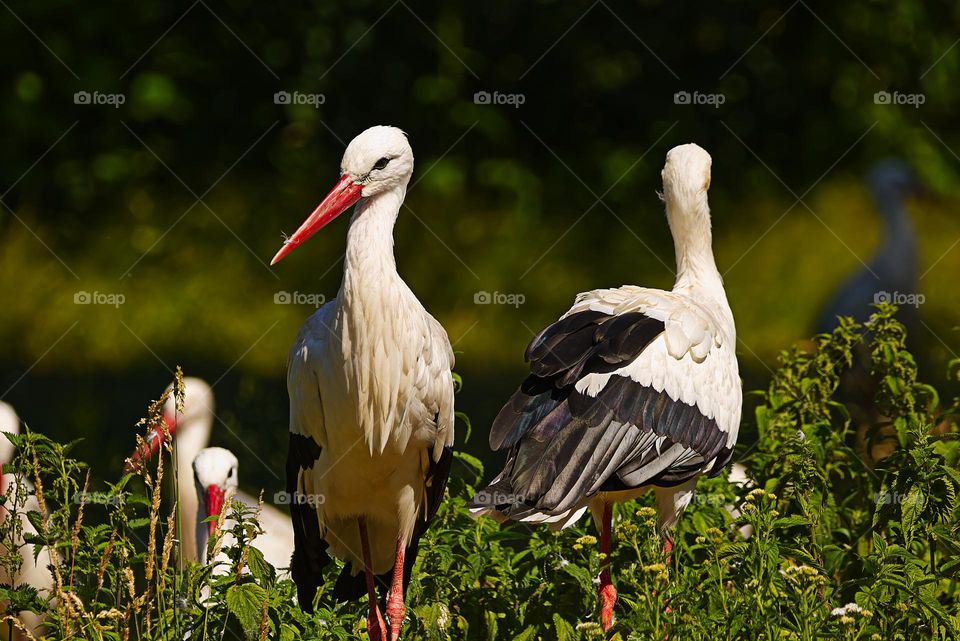 Storchennest