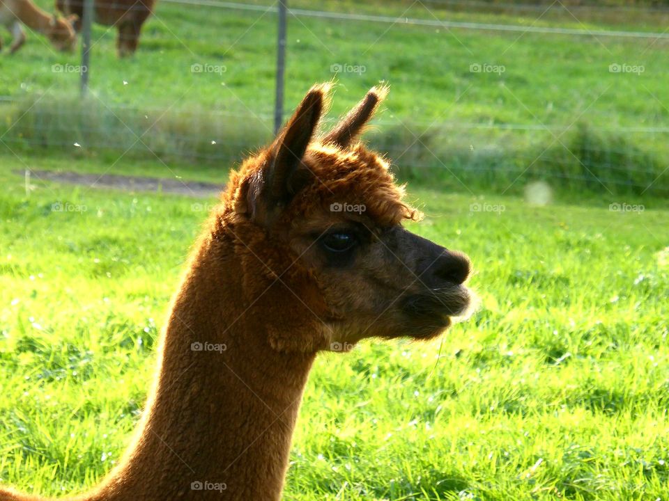 Side view of brown alpaca