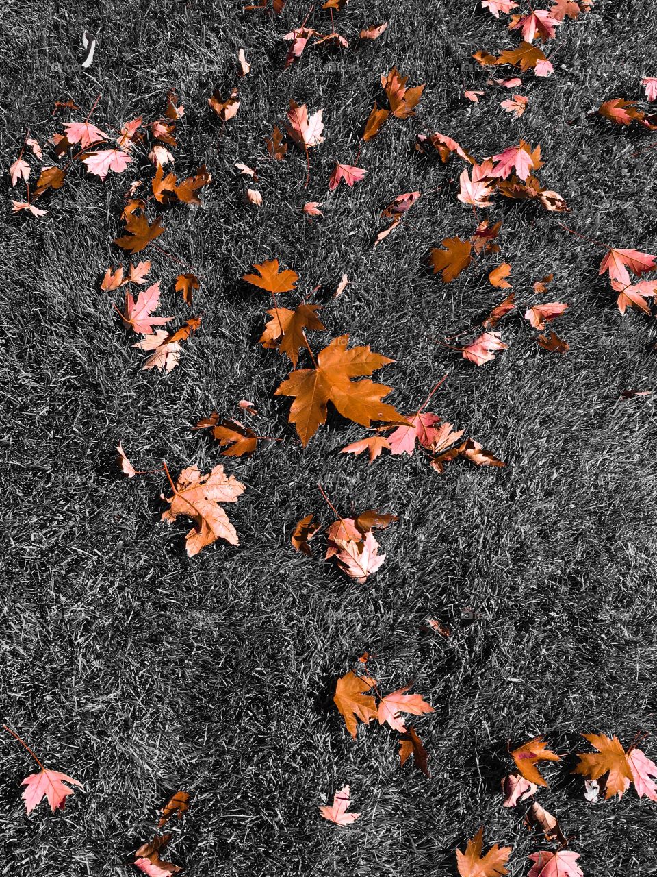 High angle view of maple leaves