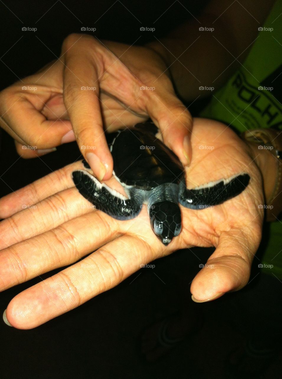cute baby sea turtle