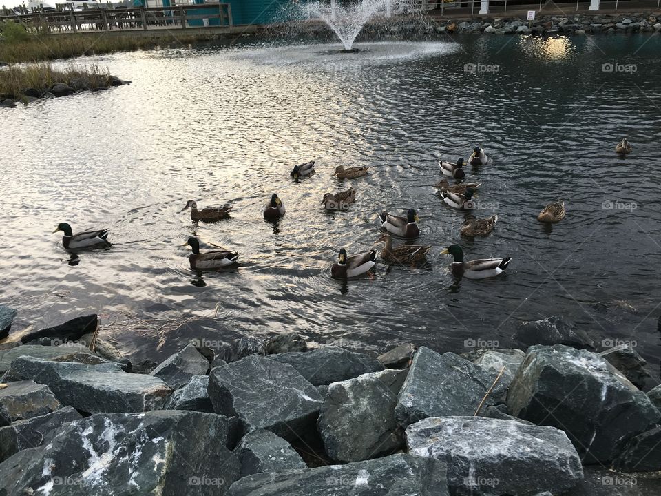 Water, Duck, Bird, Goose, Nature