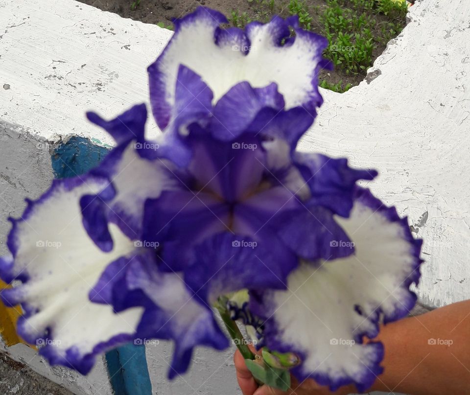 Iris.I see the" face "of a flower.And you?