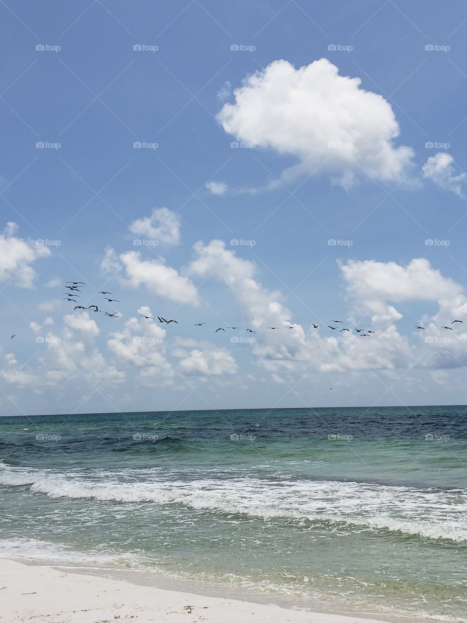 Pelicans over the Gulf of Mexico