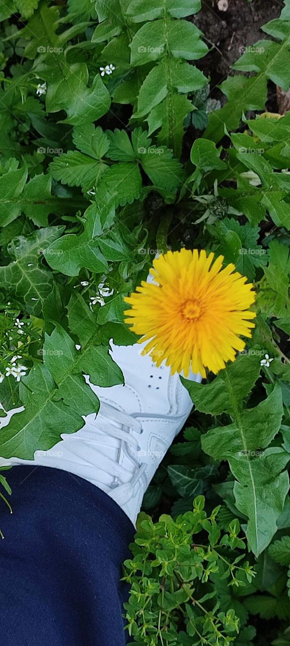 Naturaleza en 🌸🪷