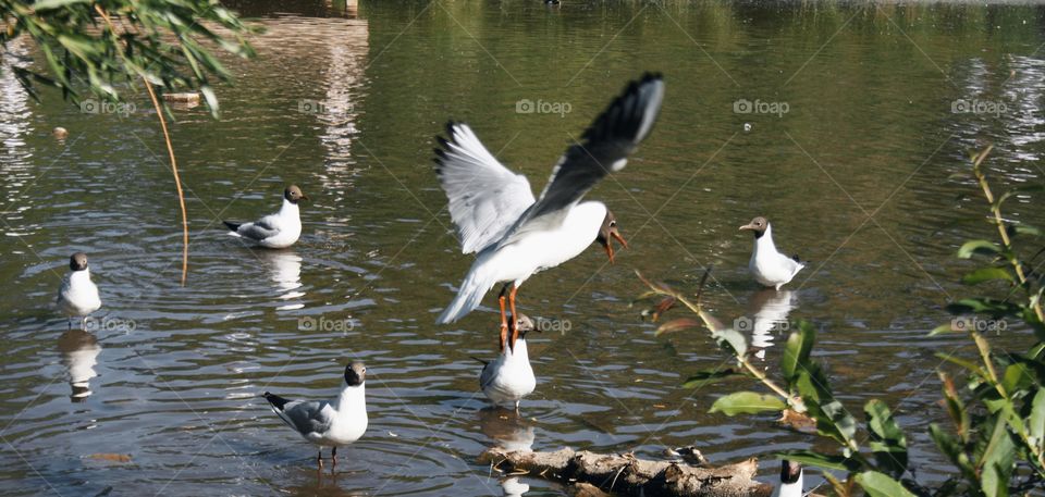 Black-headed seagulls in the pond