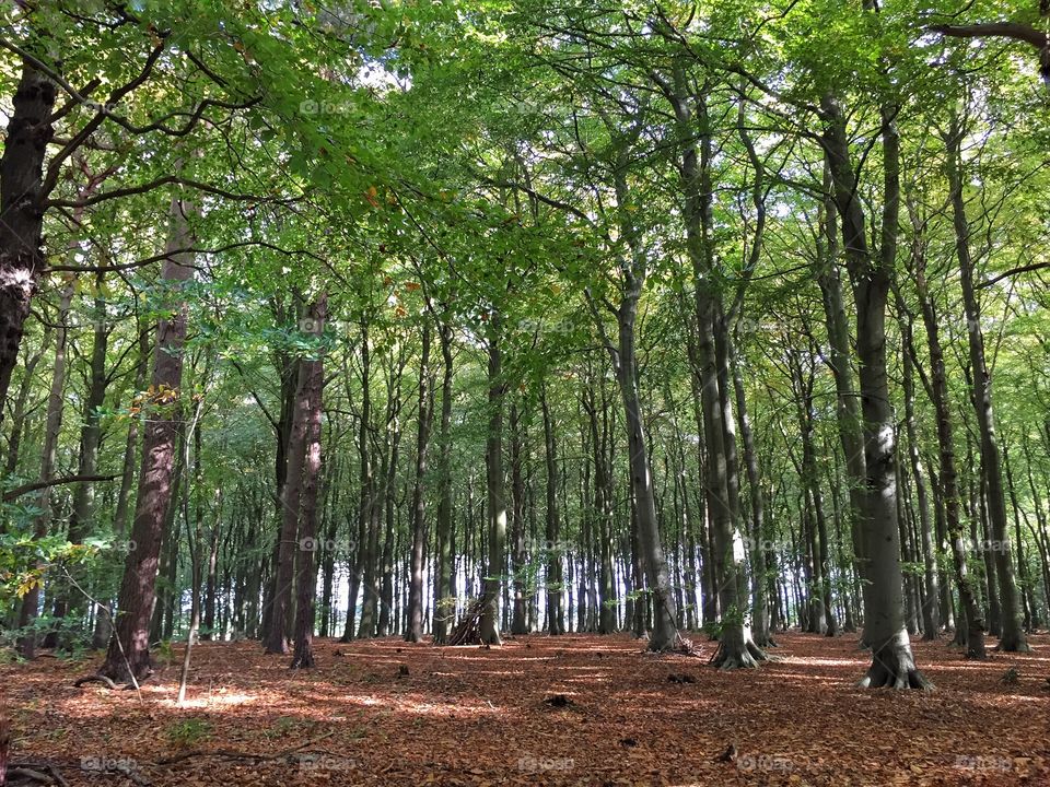 Trees in forest