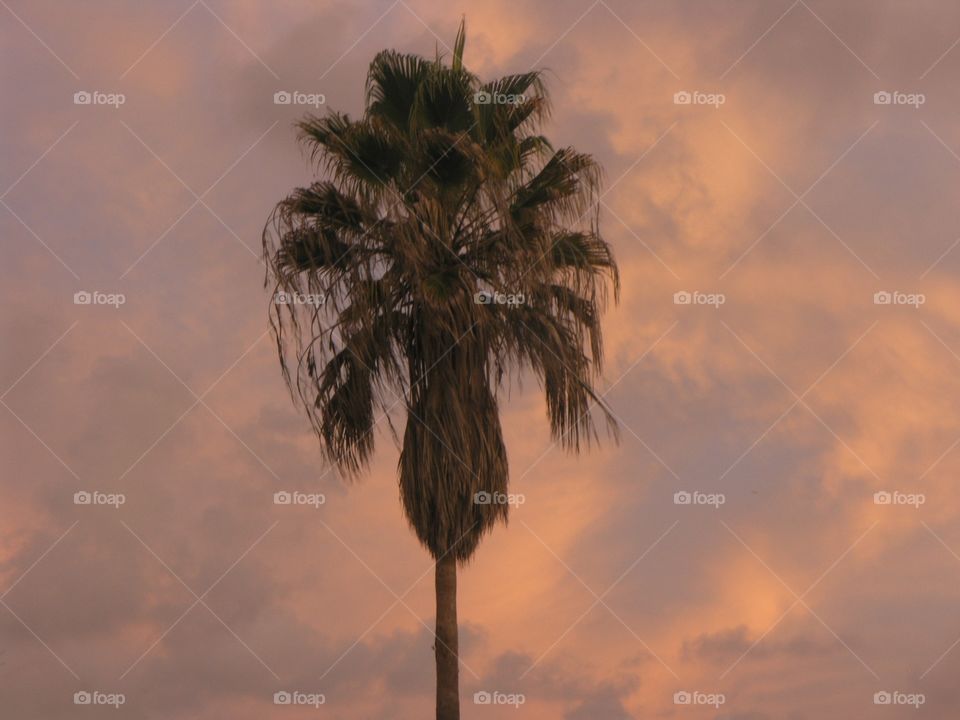 Sky hanging in a Tree