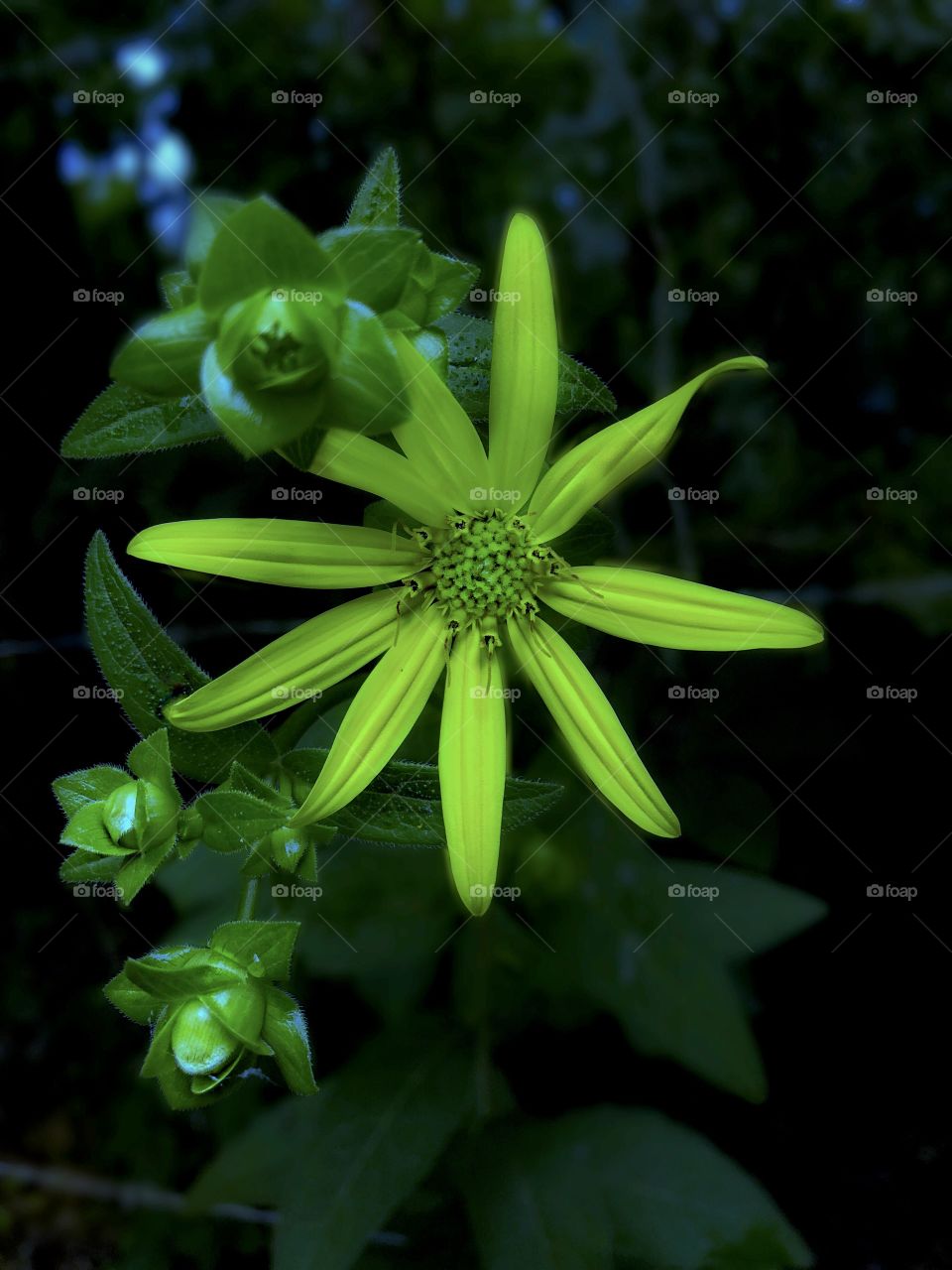 Late Spring Flowers 