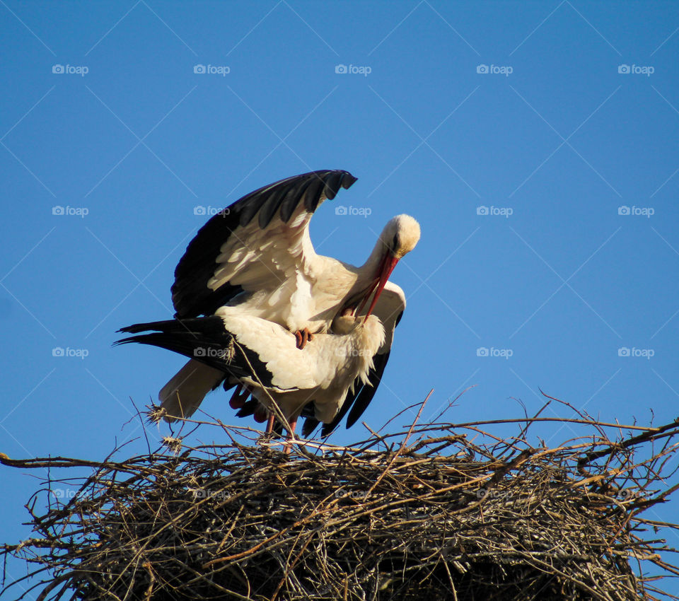 Storks birds