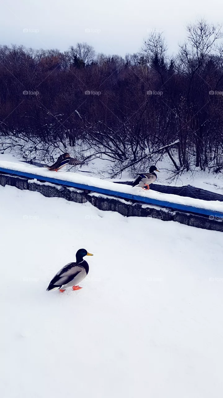 duck