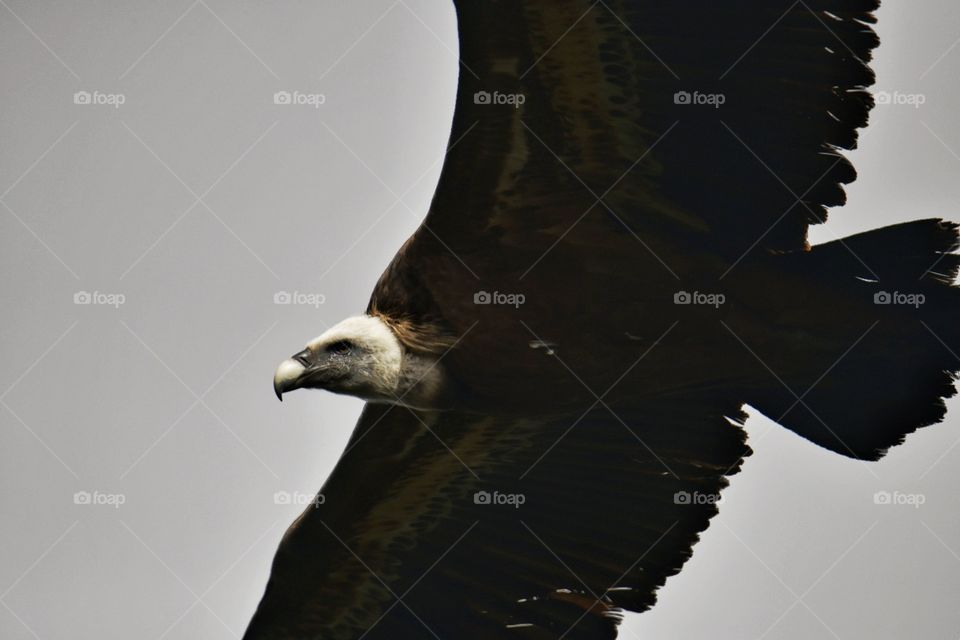 Buitre leonado
Griffon Vulture