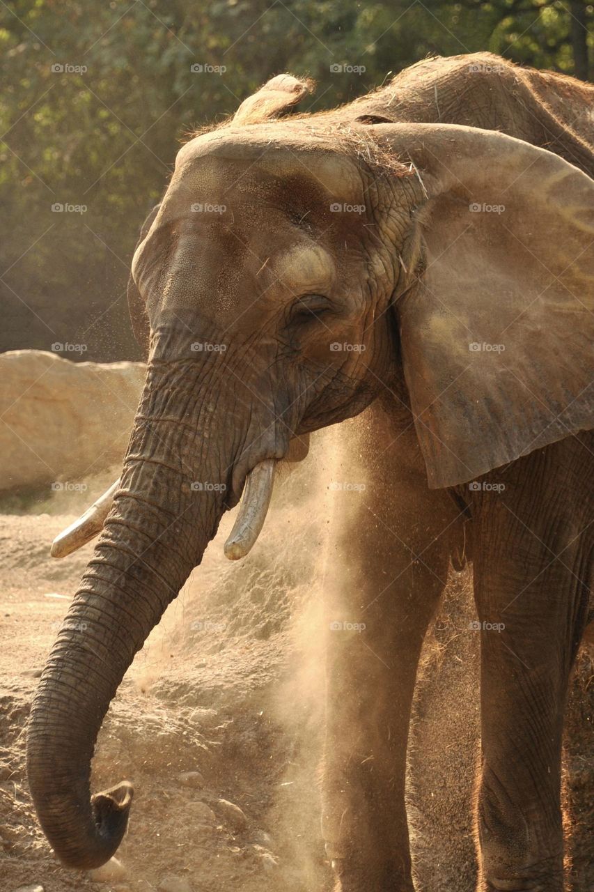 Elephant throwing dry dirt on itself 