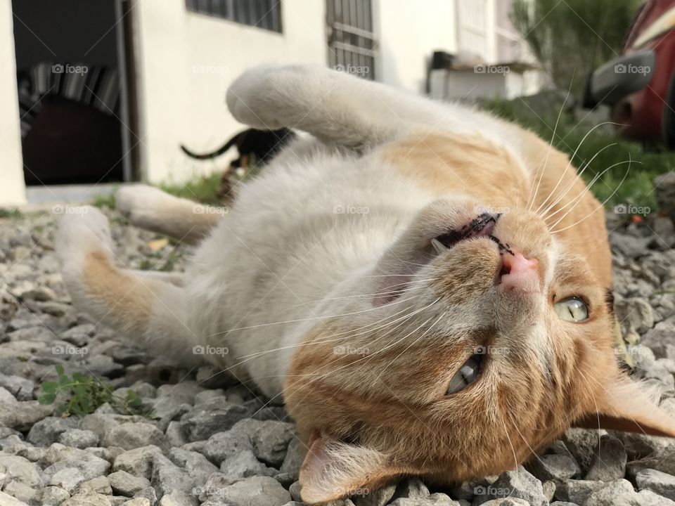 This is a sleeping cat. It lives on the street and now he can sleep in our study room