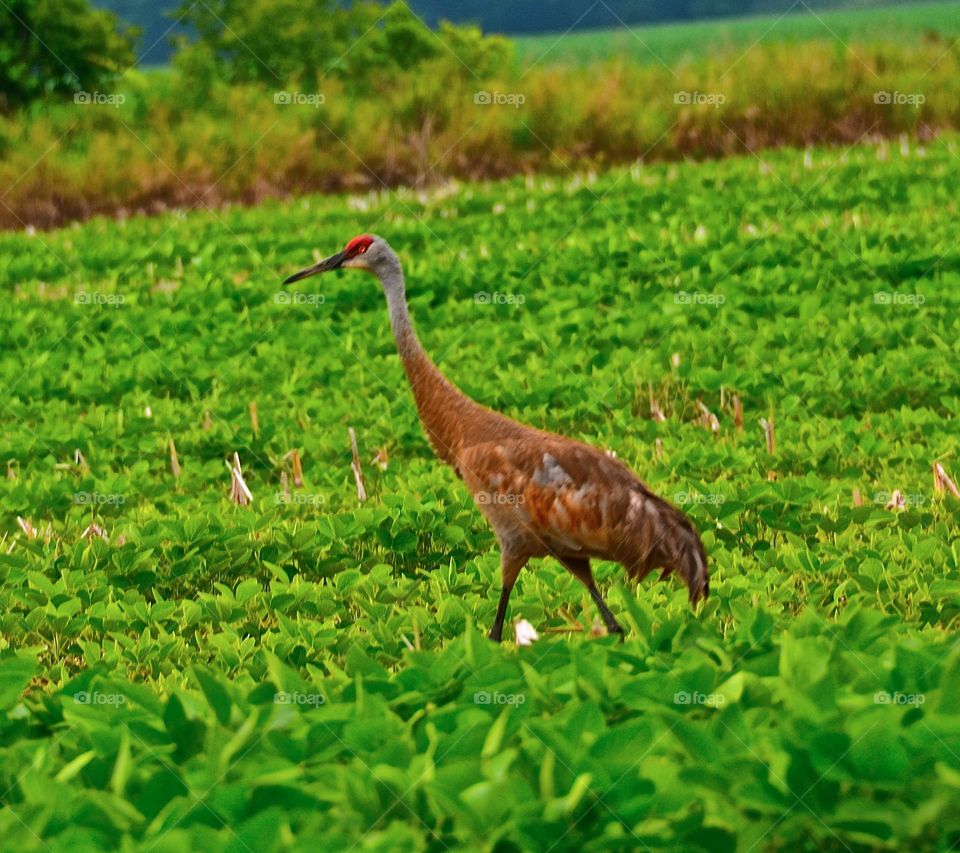 Sandhill Crain . Sandhill Crain in a field 