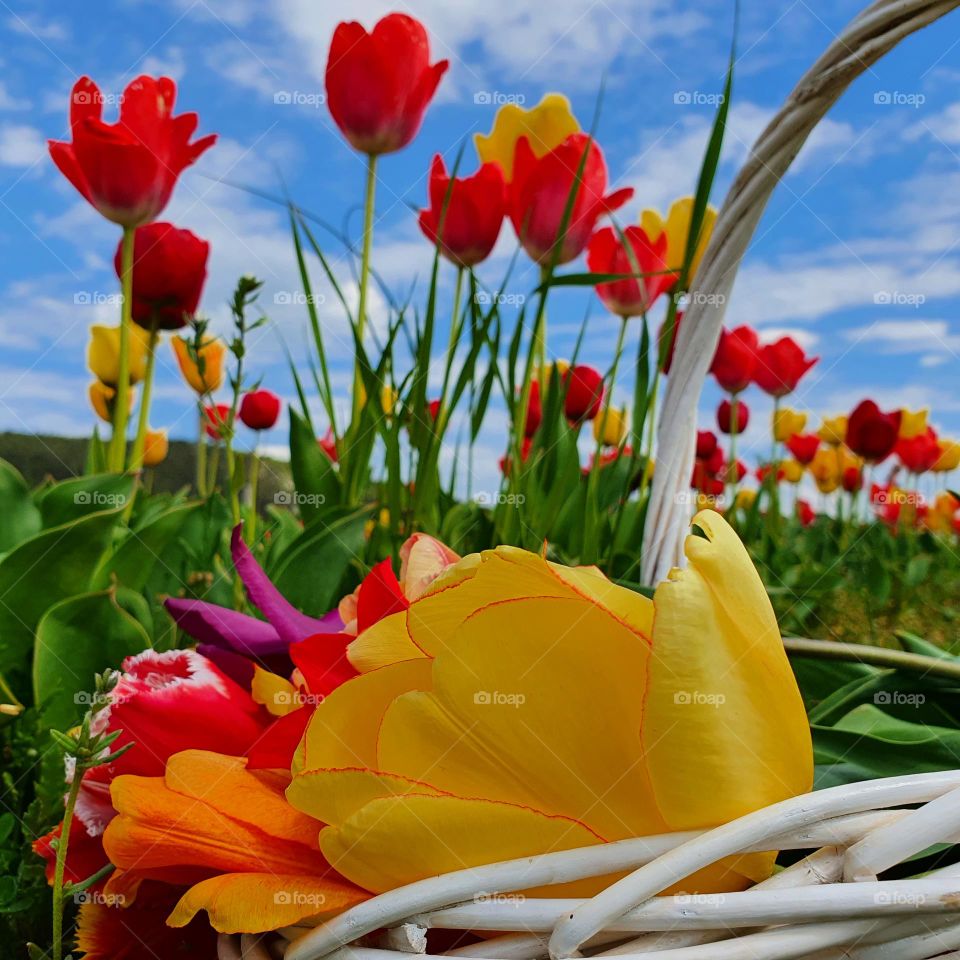 Tulips