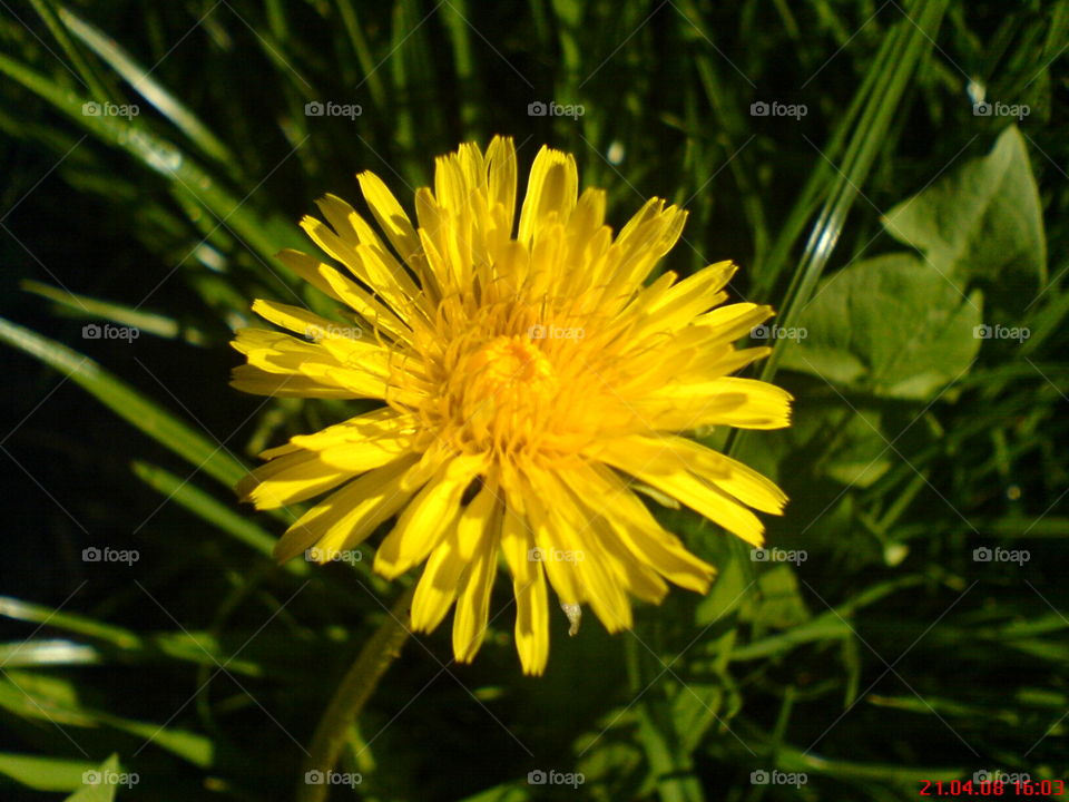 Yellow flower