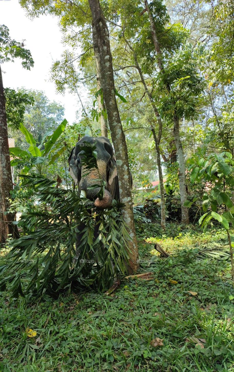 Elephant Having palm leaves, elephant eating food in jungle, elephant in outdoor space, elephant, beautiful elephant