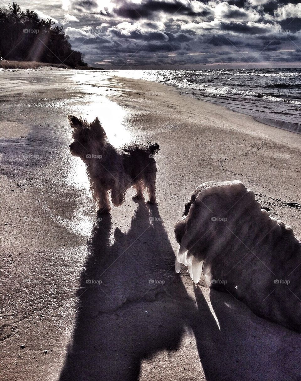 Ice-covered log looking like a walrus