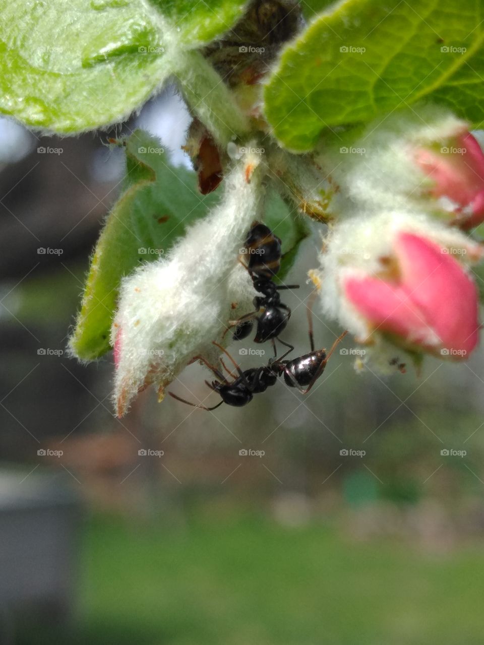 garden ant