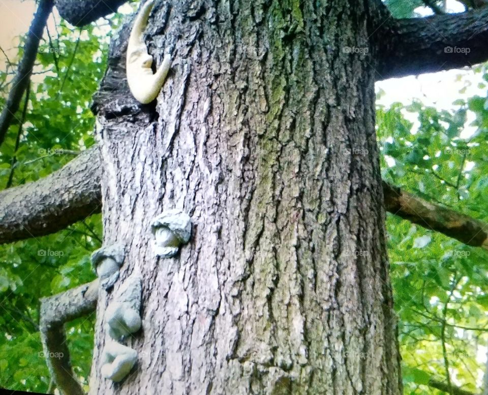 Face & Moon on pine tree, closeup. Bark details, greenery background.