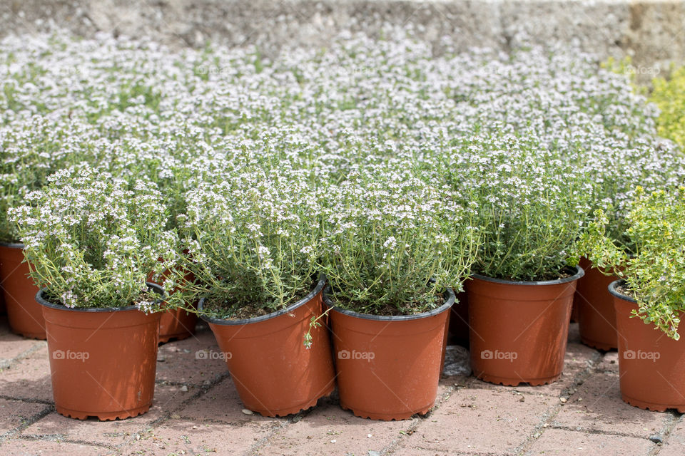 Plants in the pots