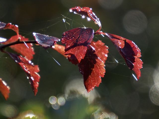 Autumn colors