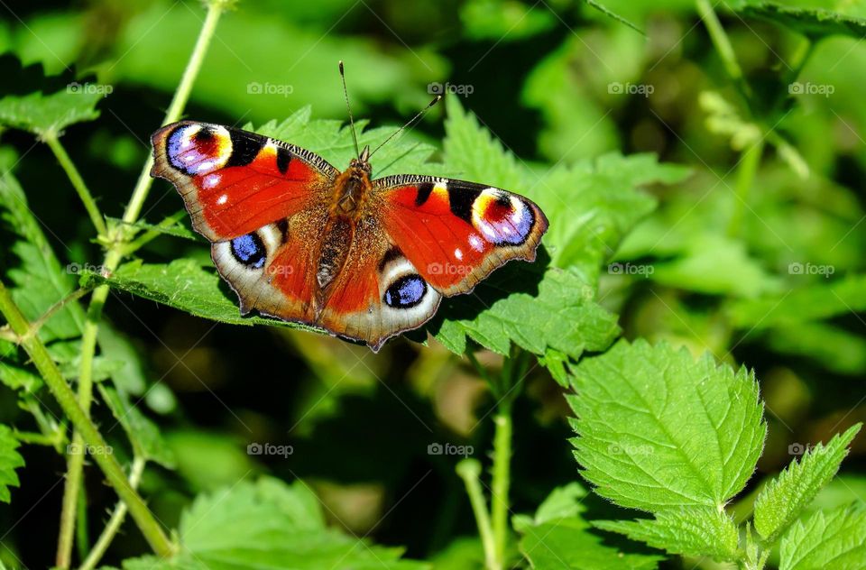 Beautiful and colourful butterfly