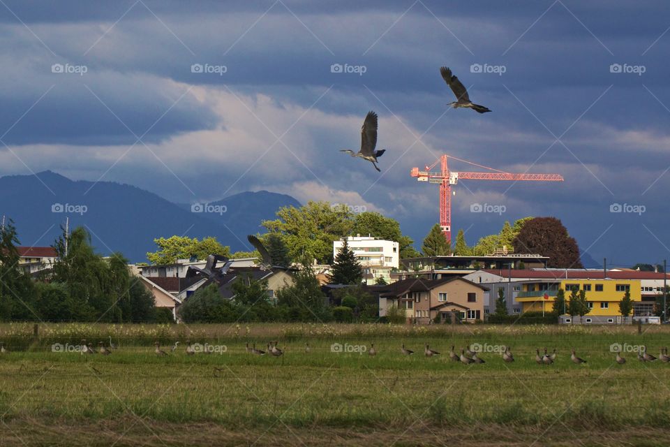 Flying Herons