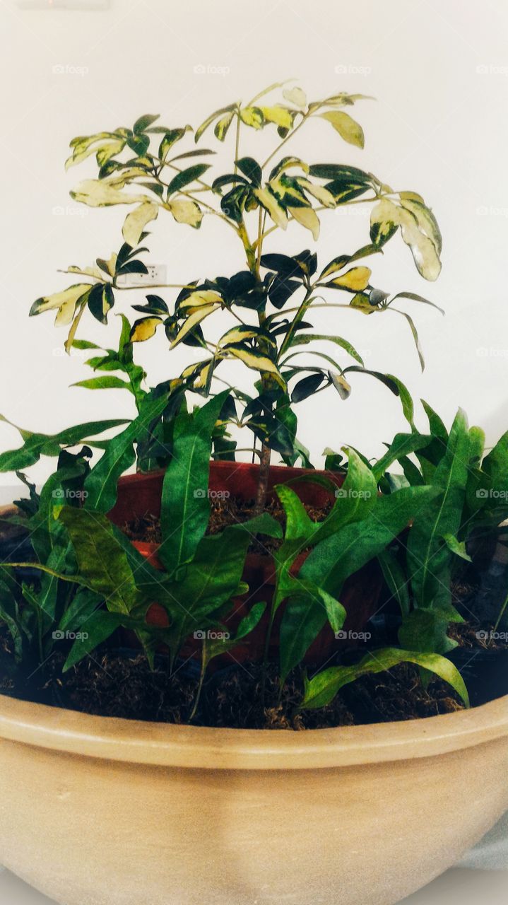 Indoor Plant