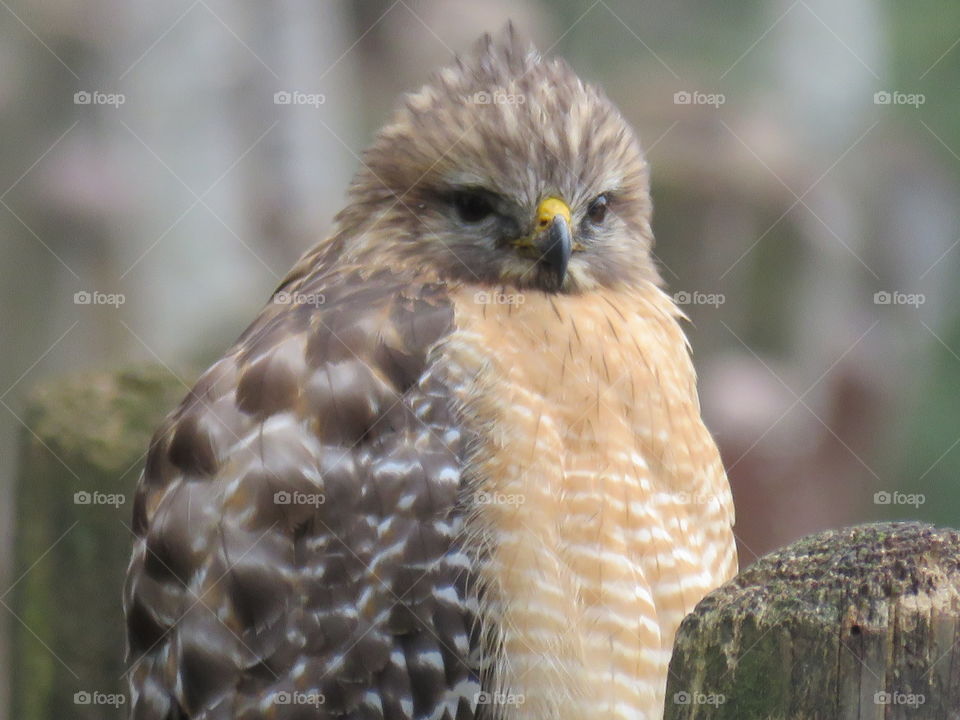 Red-shouldered Hawk