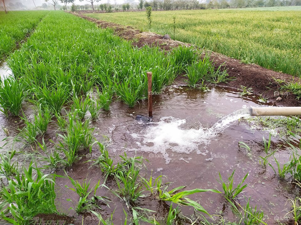 Agriculture or farming water supply technique used