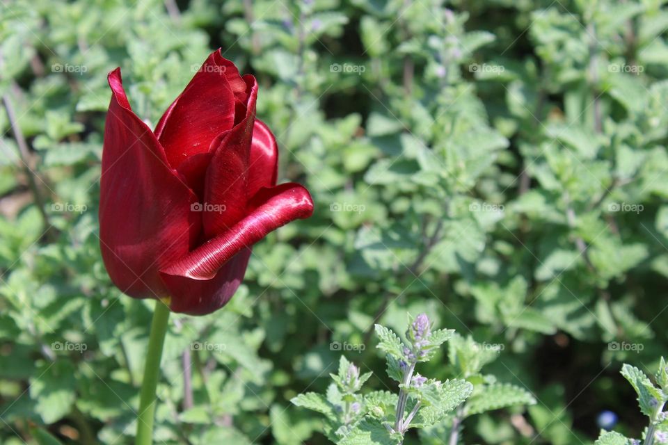 Close up of a lovely red tulip bud surrounded by a green Marrubium vulgare or common Horehound plant