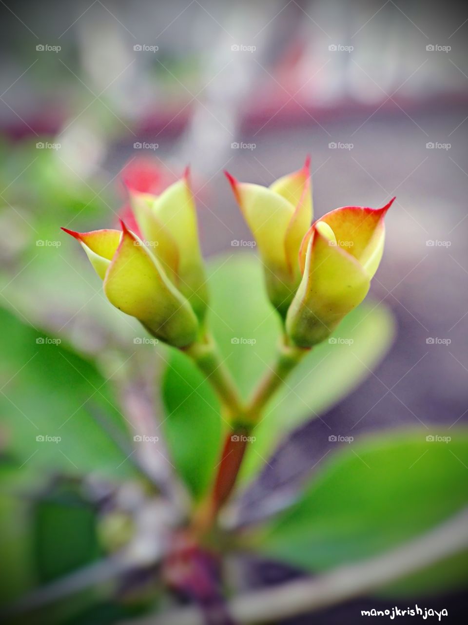 vivid buds